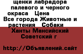 щенки лабрадора палевого и черного окраса › Цена ­ 30 000 - Все города Животные и растения » Собаки   . Ханты-Мансийский,Советский г.
